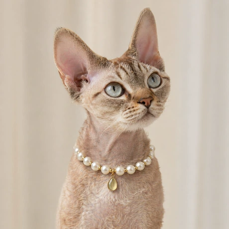 Pet Collars