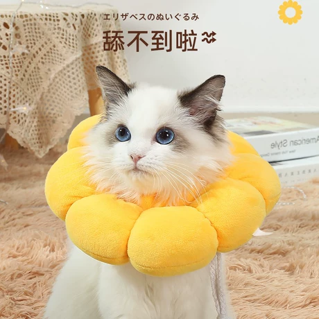 Pet Collars
